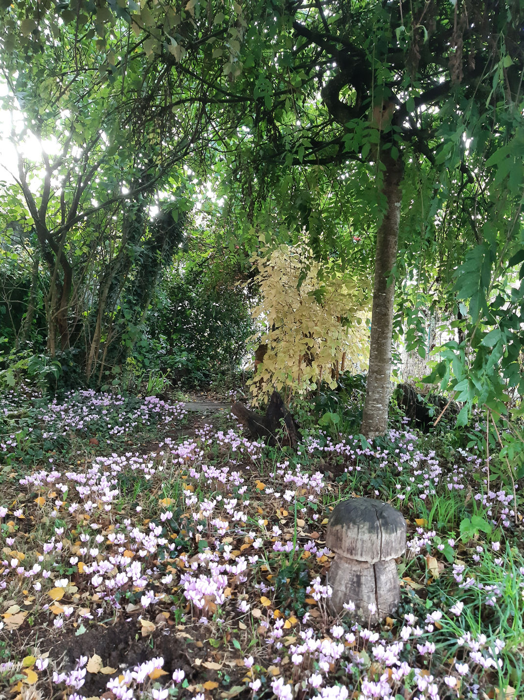 Jardin naturel fleuri, photo publique Yack Paysage a confirmer